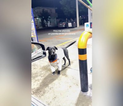 Perro gasolinera