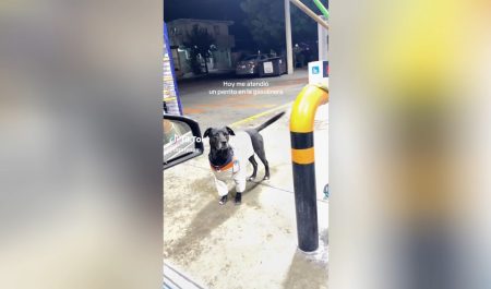 Perro gasolinera