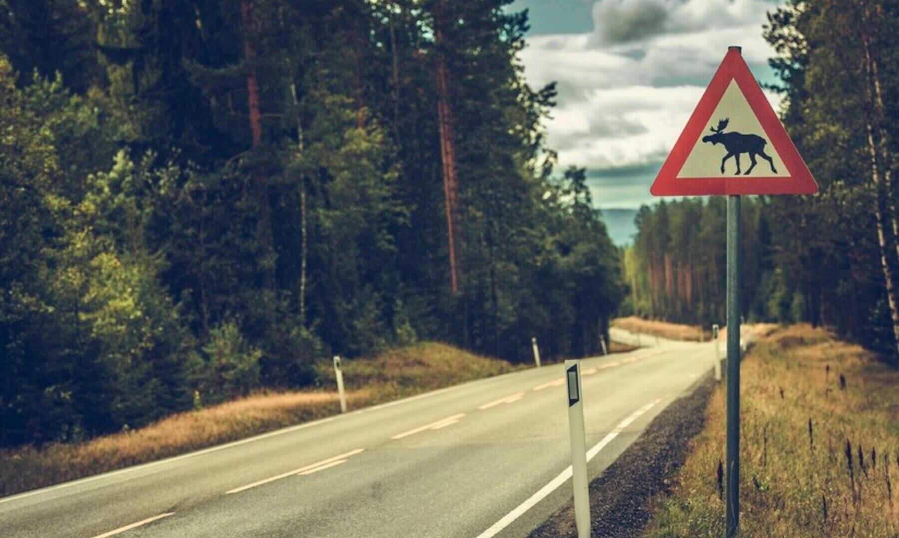 tecnología animales carretera