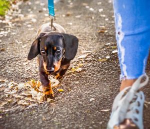 multas pasear perros