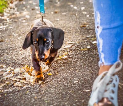 multas pasear perros