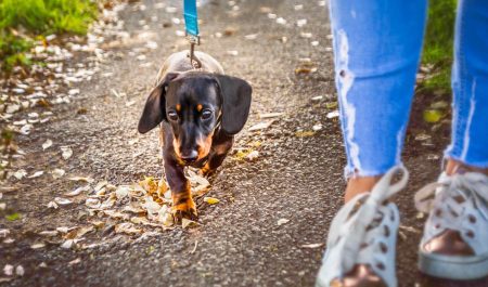 multas pasear perros