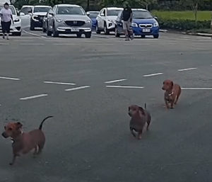 Perros salchicha rotonda