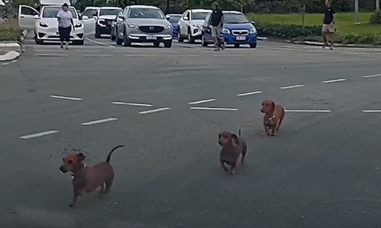 Perros salchicha rotonda