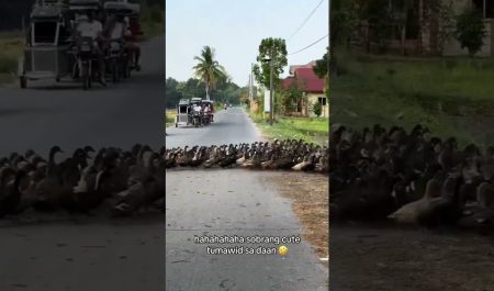 Ejército de patos
