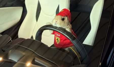 Esta es la conductora de Ferrari más tierna y adorable: es peluda, apenas se mueve y tiene cuatro patas