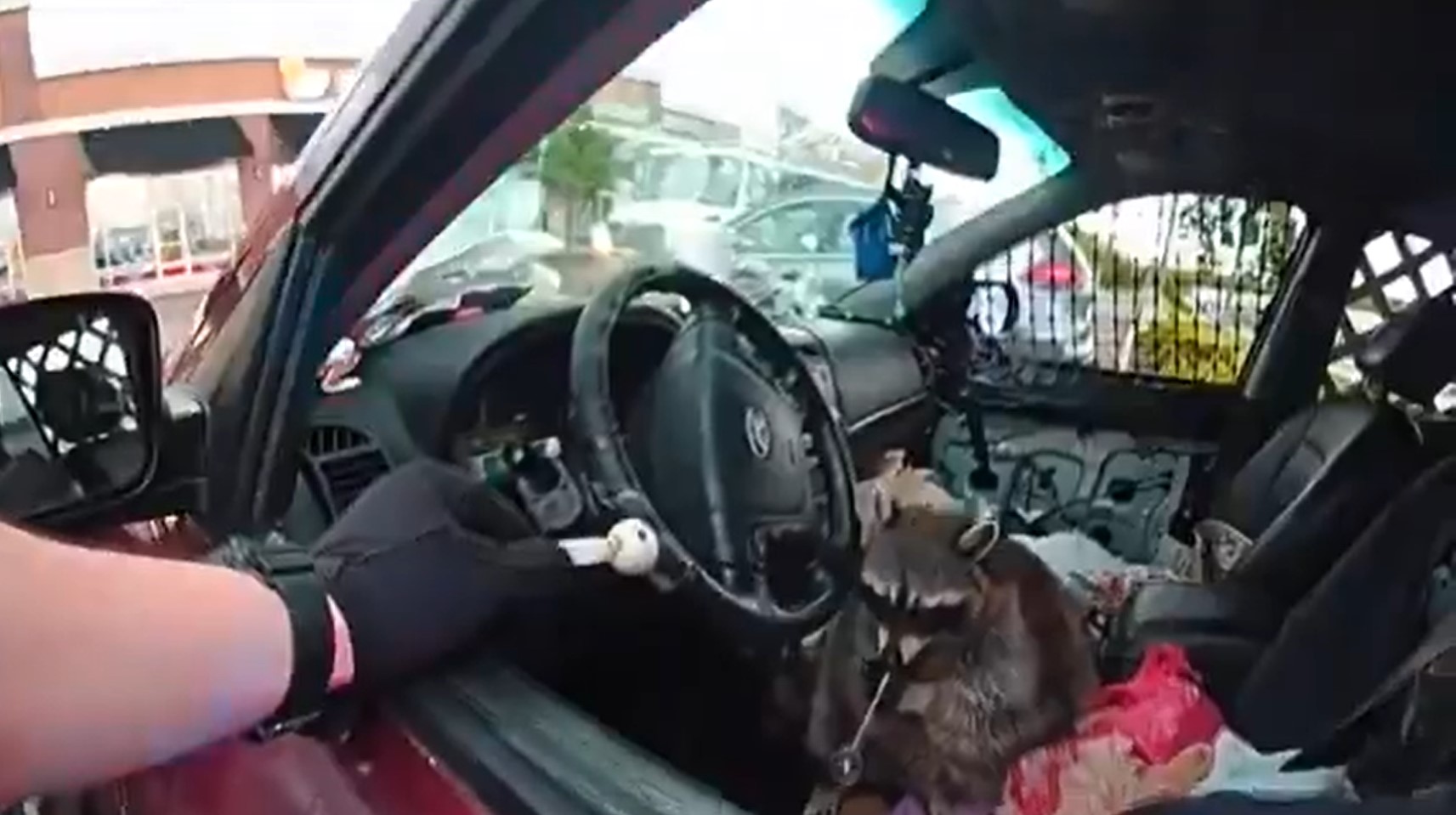 Mapache Breaking Bad