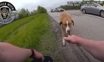 Cruza la carretera, detiene el tráfico y lo rescata la policía: lo que hace este perro después es casi humano