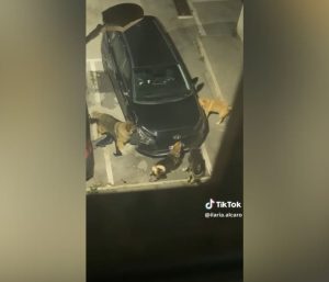 Perros destrozan coche