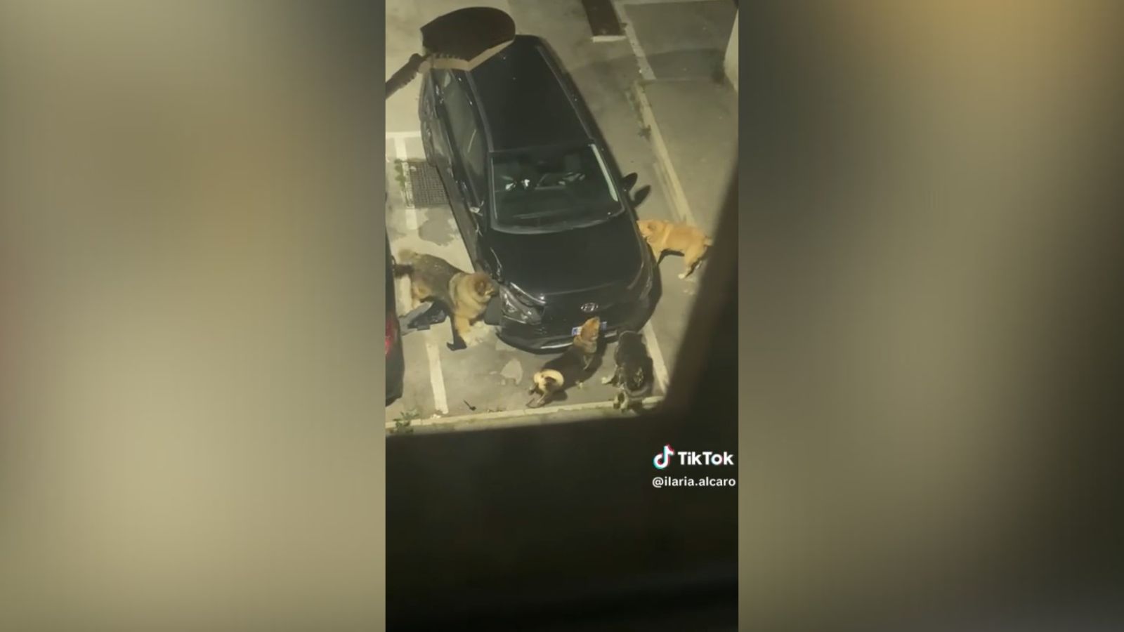 Perros destrozan coche