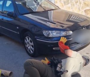 culebra bastarda coche