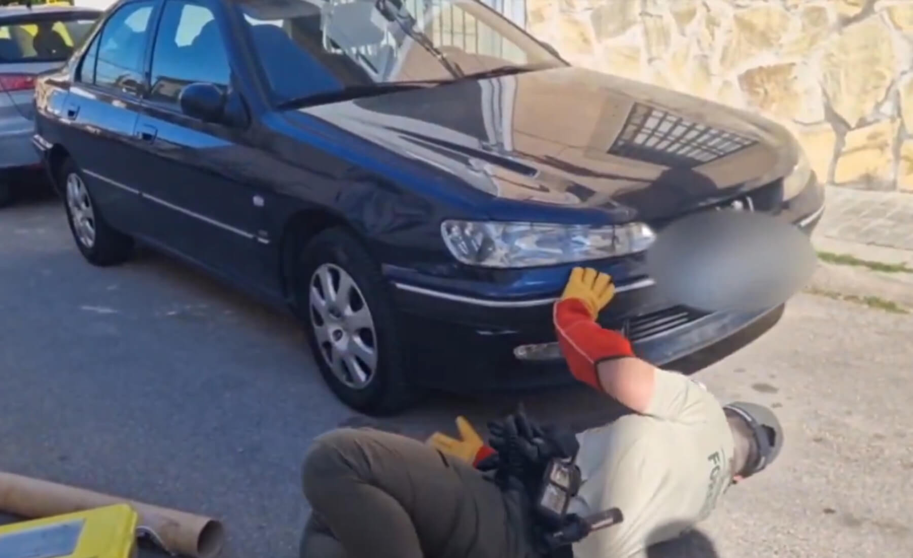 culebra bastarda coche