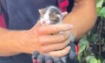 Atrapado en un coche con tan solo ocho días de vida: así ha sido el heroico rescate de este gatito en Madrid
