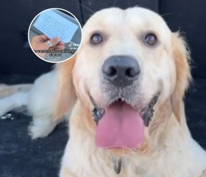 Golden retriever nota