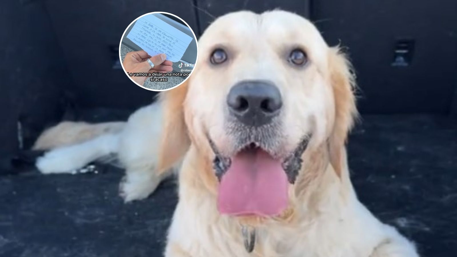 Golden retriever nota