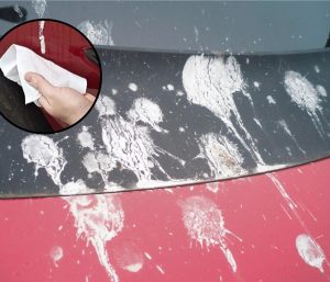 excremento de ave carrocería coche
