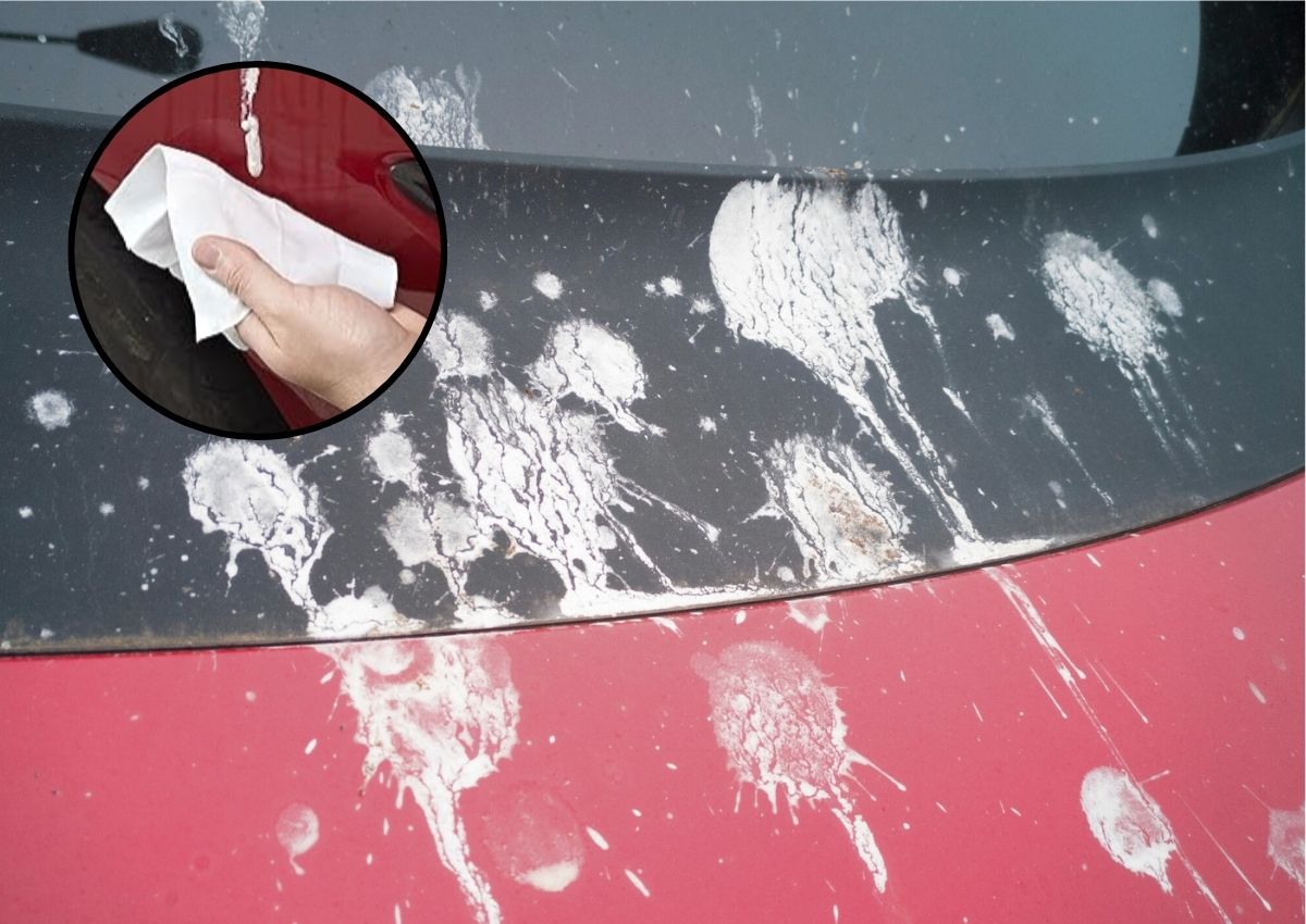 excremento de ave carrocería coche