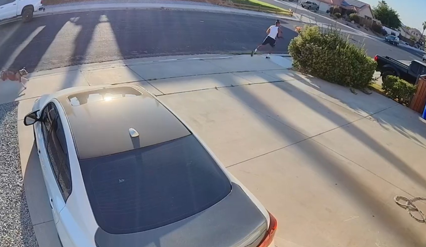 pick-up ataque perro