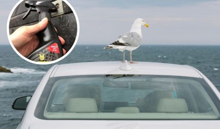 excremento de ave coche