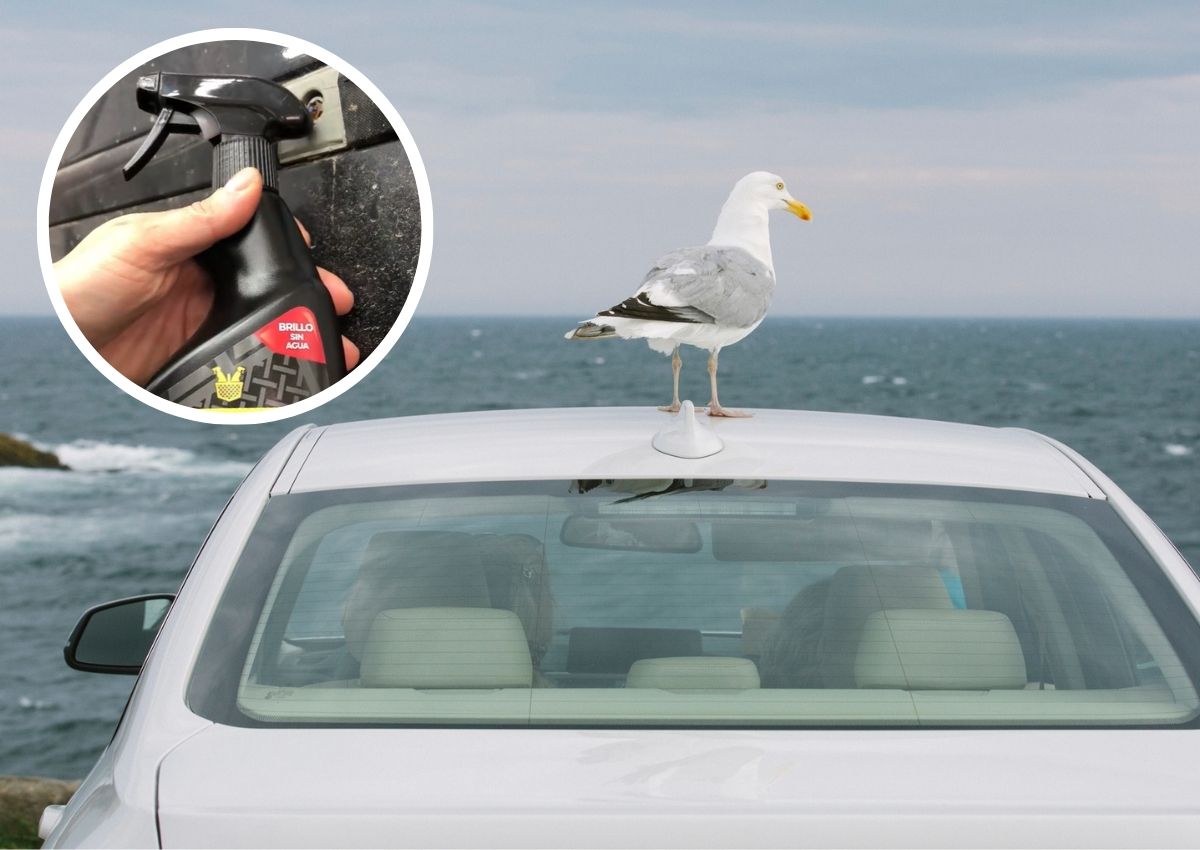 excremento de ave coche