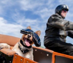 Perro en moto