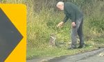 Esta imagen es para verla en bucle: un anciano rescata a un koala de una carretera, lo regaña y lo que hace el animal es de película