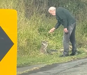 rescate koala anciano