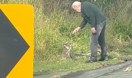 rescate koala anciano