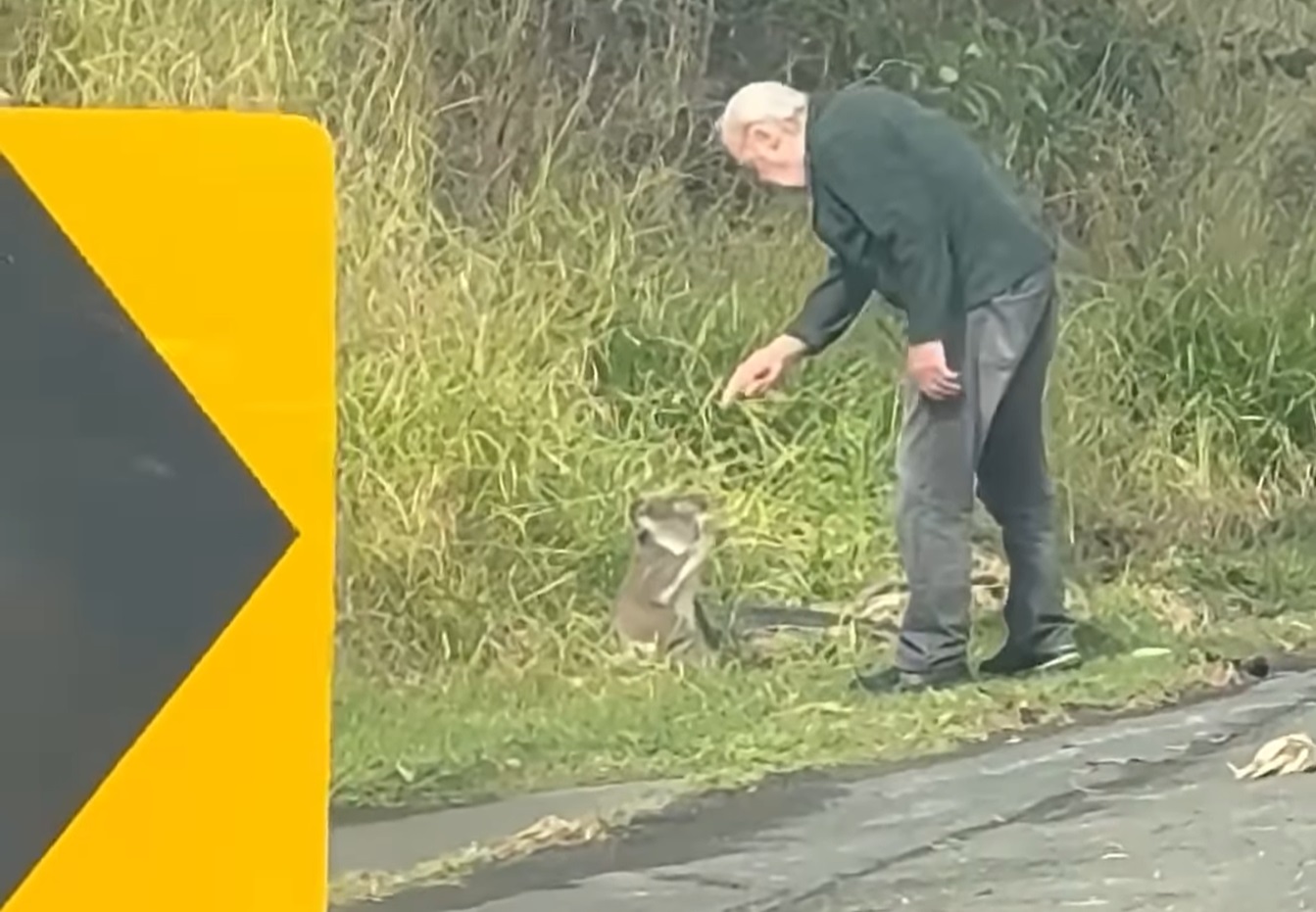 rescate koala anciano