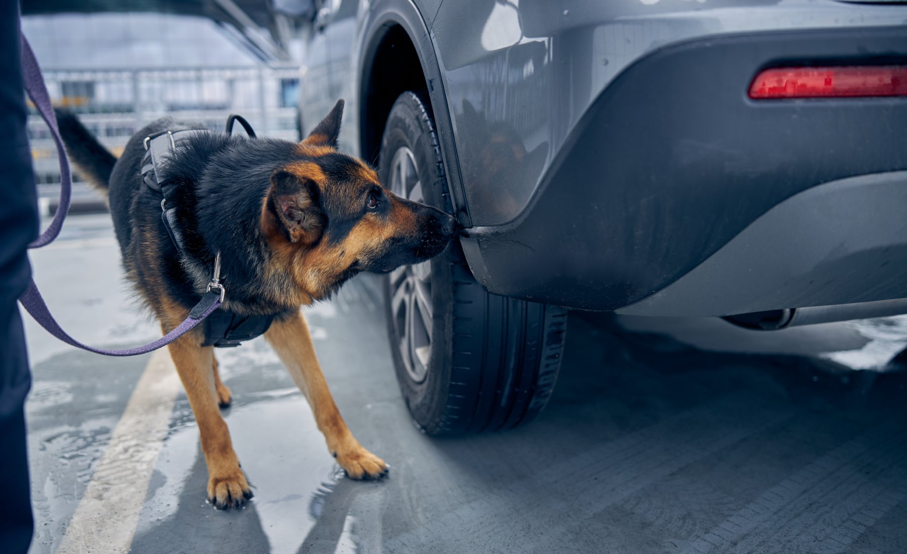 Perro policía coche