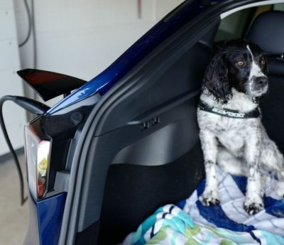 perro coche eléctrico