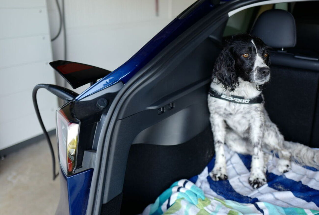 perro coche eléctrico