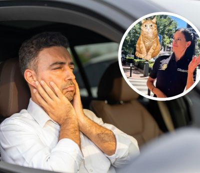 estafa timo gato coches