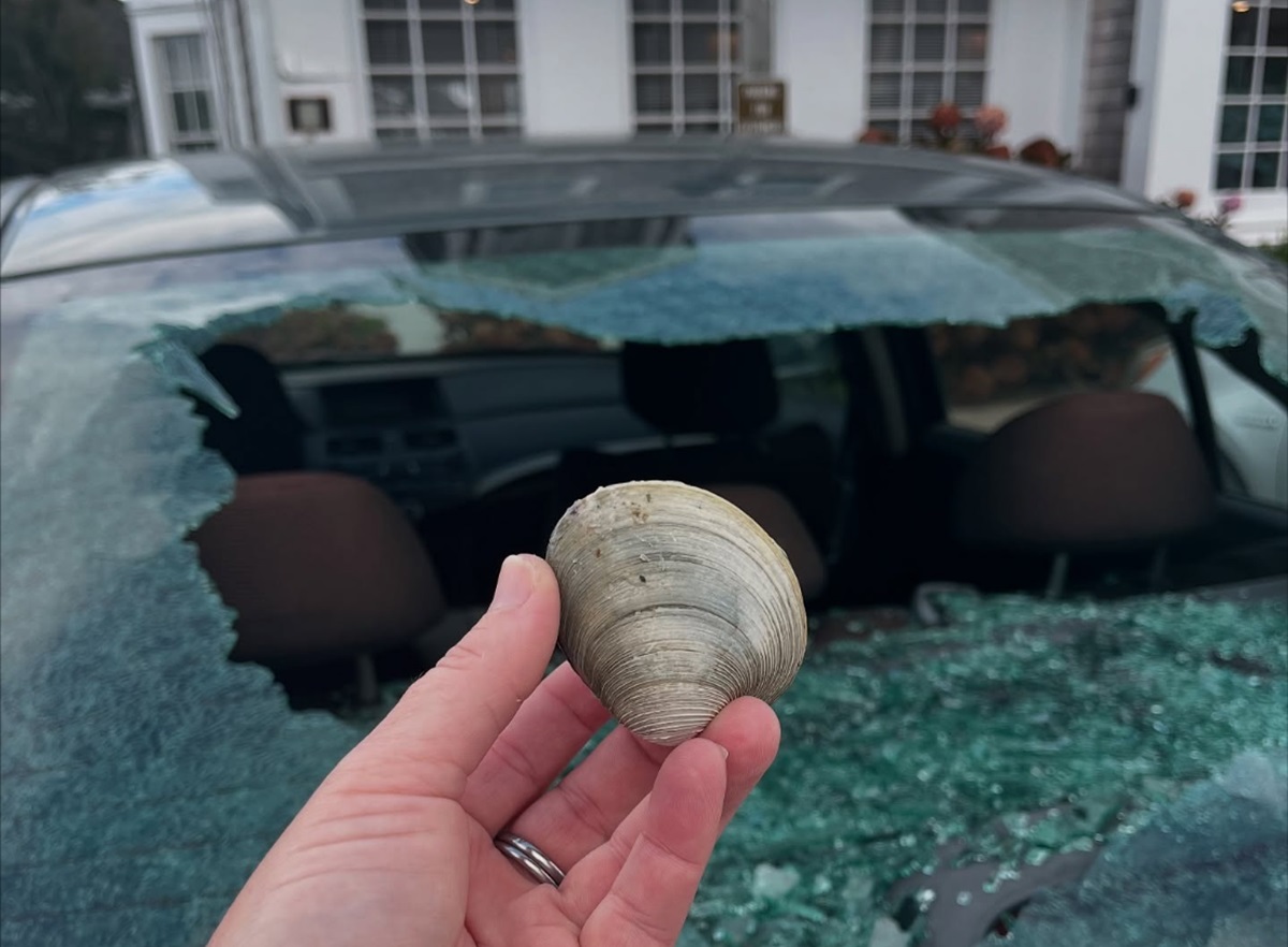 parabrisas roto coche gaviota