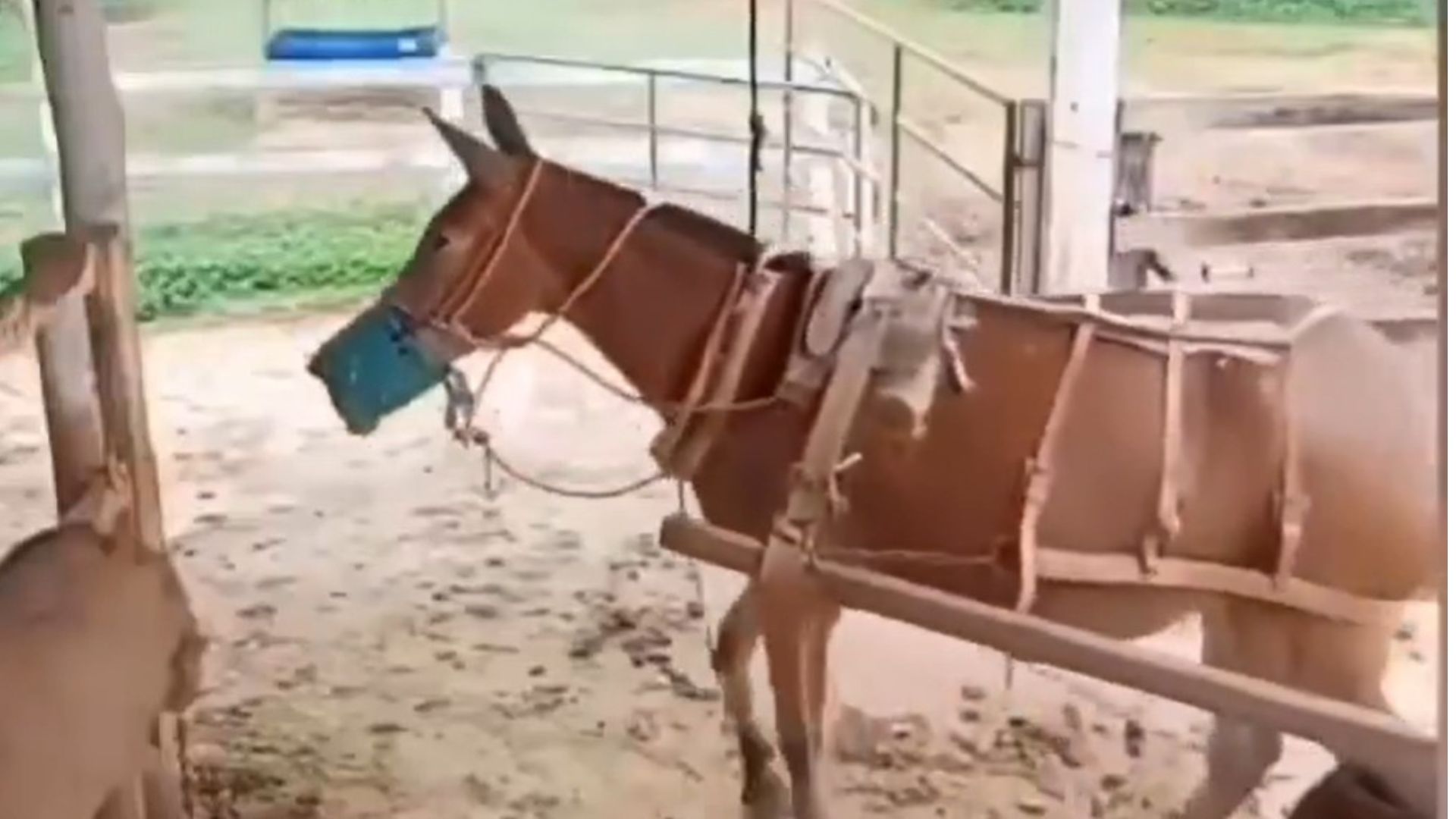 Burro estacionando