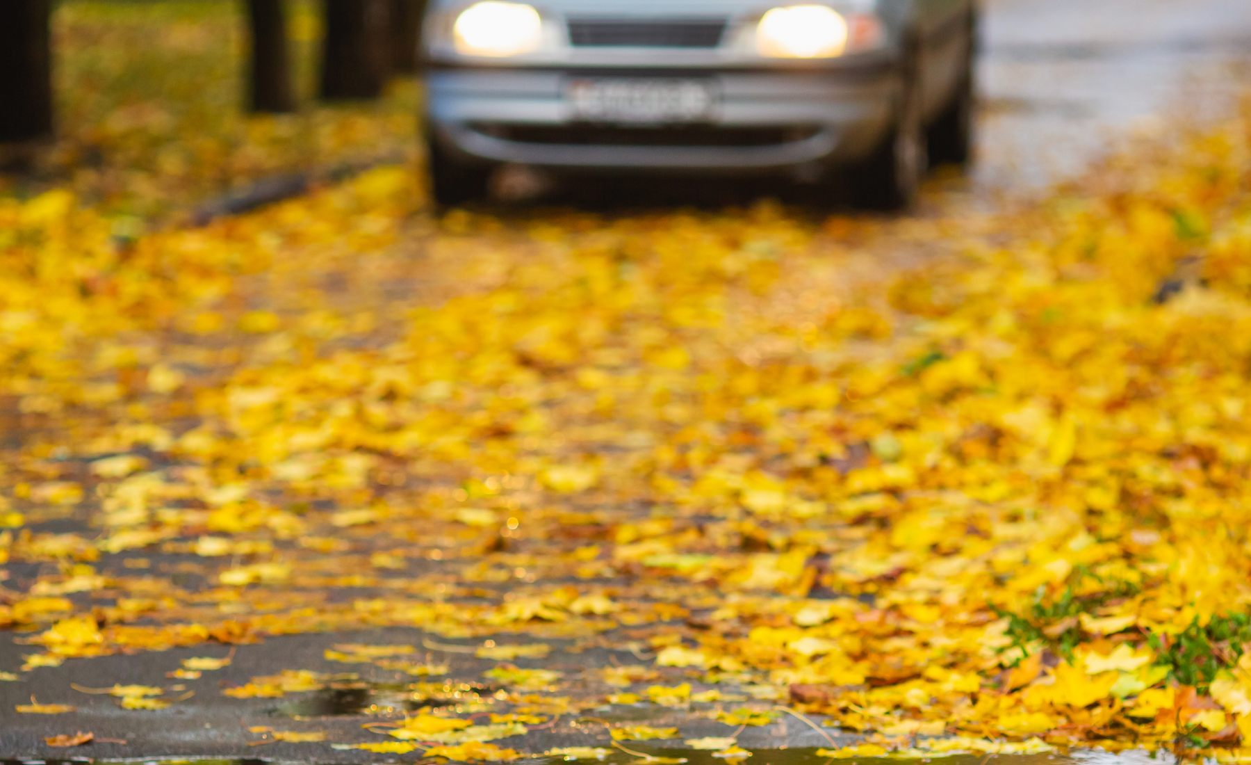 Coche hojas caidas