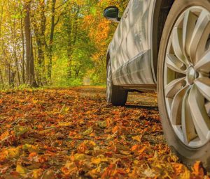 Hojas caídas asfalto