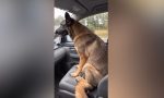 Es inteligencia artificial, pero este vídeo refleja a la perfección por qué es tan importante llevar a tu perro en el coche adecuadamente