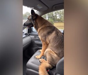 Pastor alemán copiloto