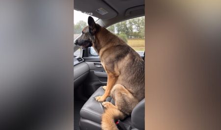 Pastor alemán copiloto