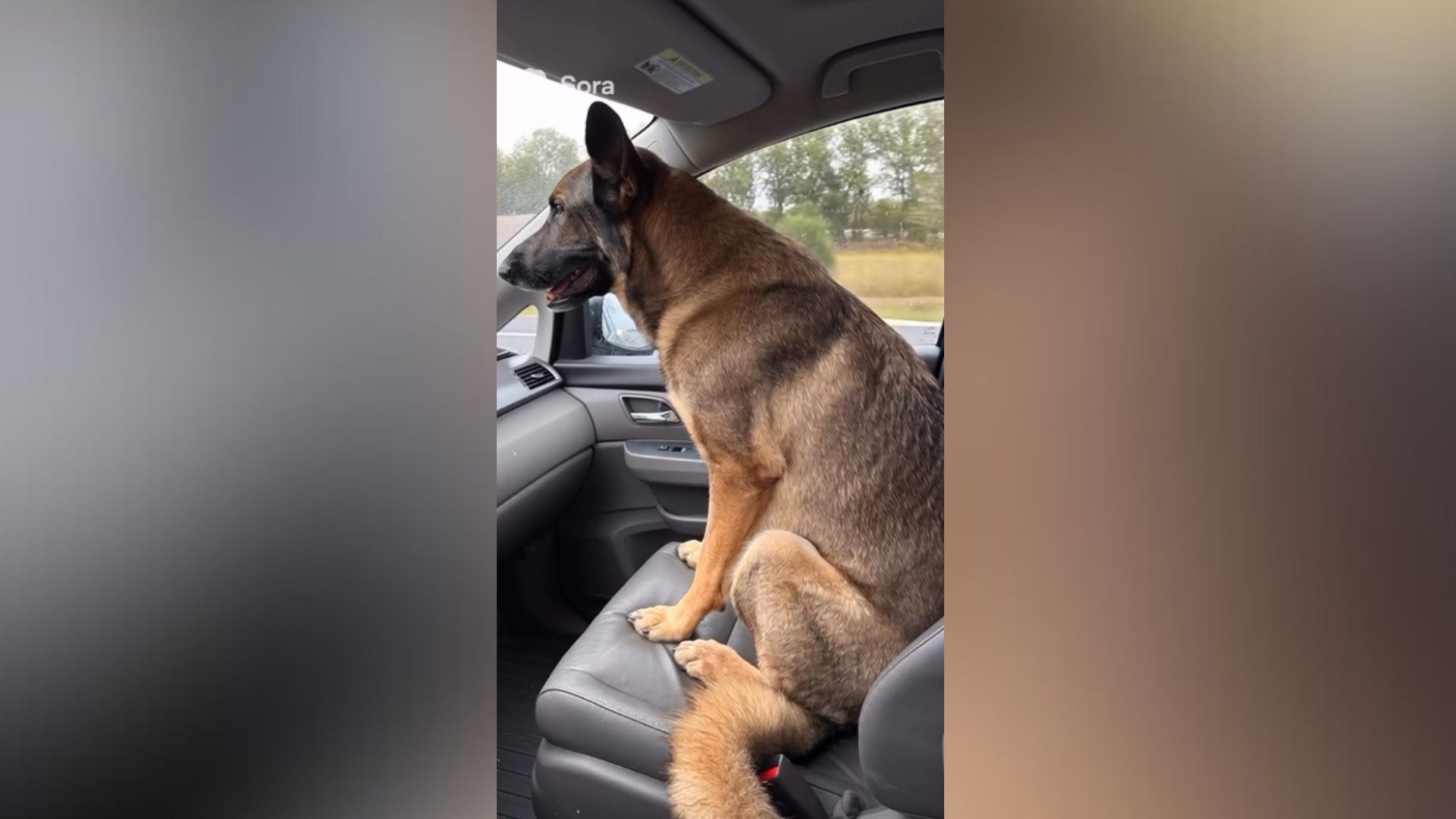 Pastor alemán copiloto