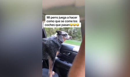 Perro coche juego