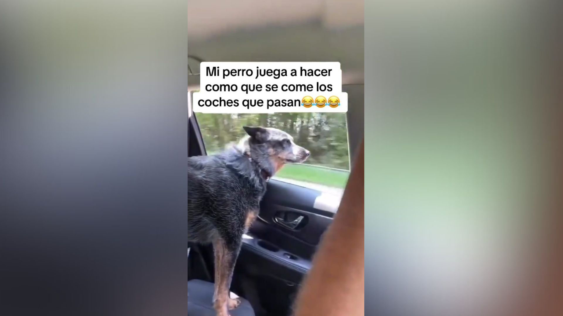 Perro coche juego