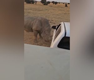 Rinoceronte destroza coche