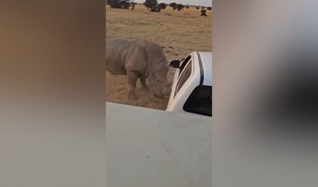 Rinoceronte destroza coche
