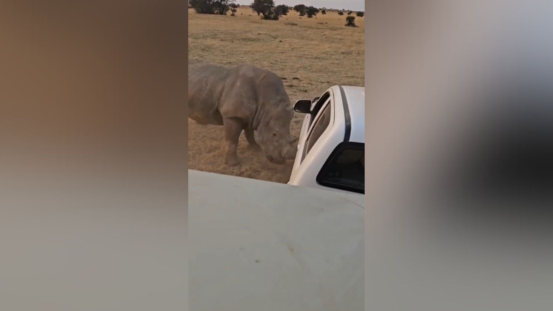 Rinoceronte destroza coche