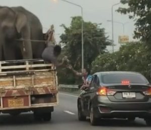Conductor elefantes Tailandia