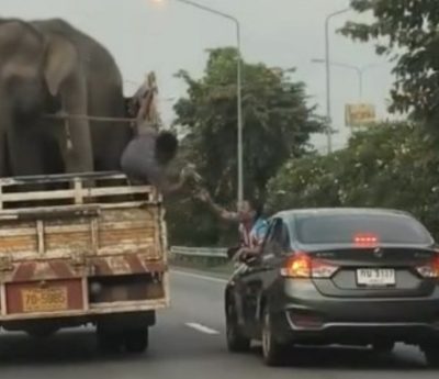 Conductor elefantes Tailandia