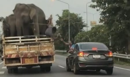Conductor elefantes Tailandia