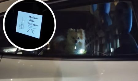 'Modo mascota' de Tesla.